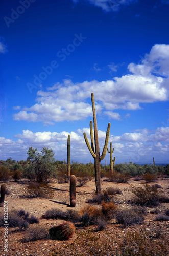 Saguaro Cactus Sonora Desert