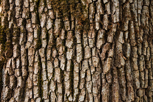 Tree bark detail.