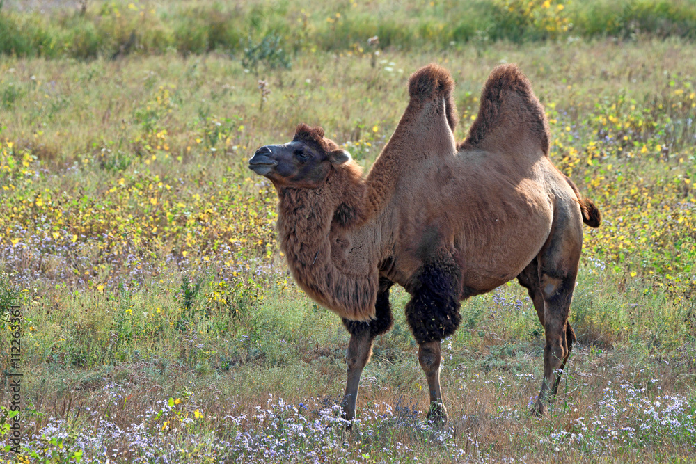 Fototapeta premium Bactrian camel or Camelus bactrianus