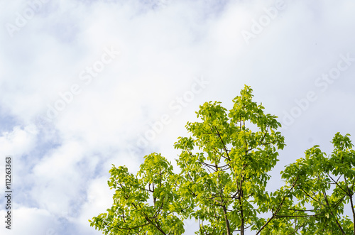 tree and sky