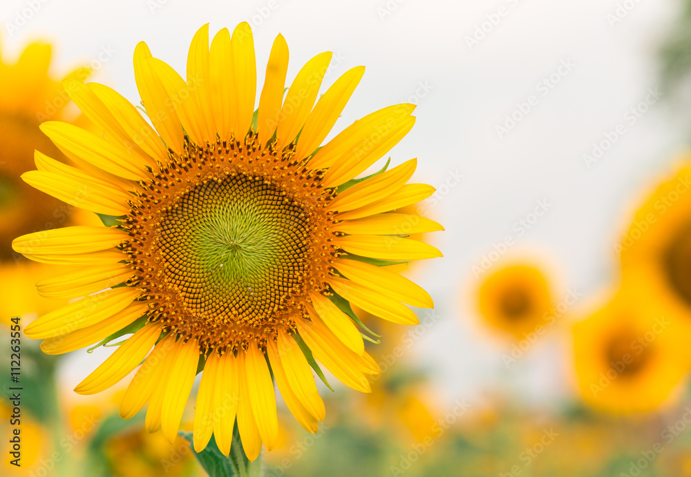 Obraz premium Sun flower with copy space for your background.