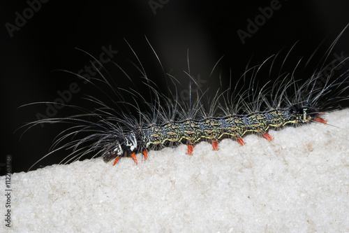 This is a photo of a caterpillar, was taken in XiaMen botanical garden, China.