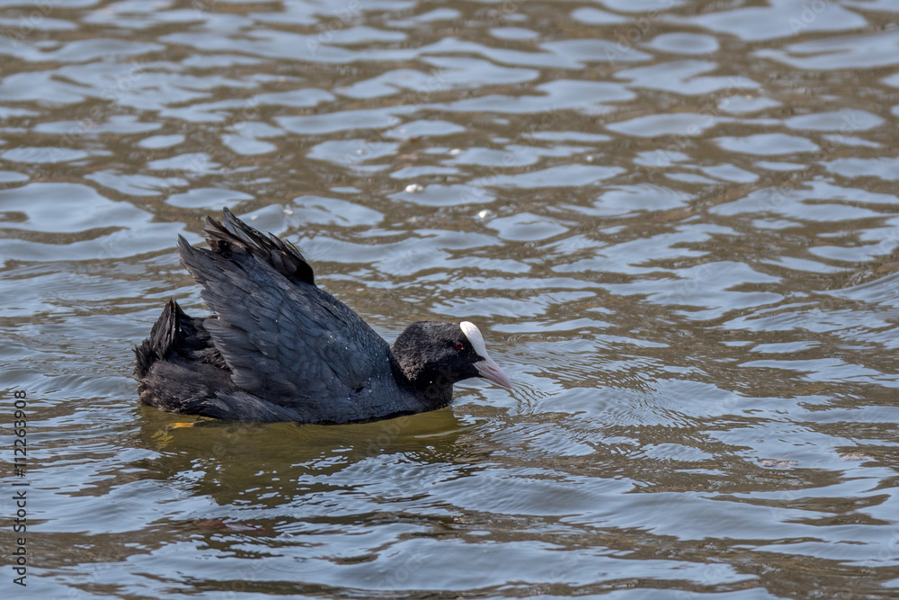 Fototapeta premium Eurasian coot or Fulica atra in water