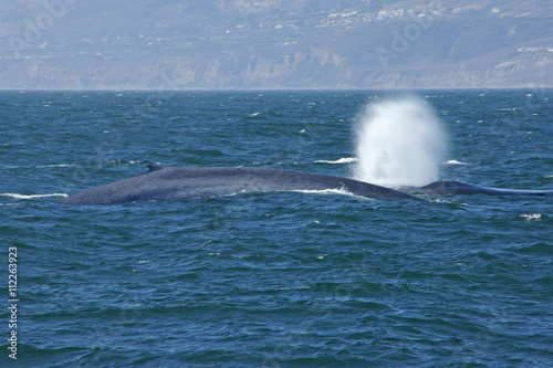 Blue whales swim along California Pacific Ocean coast