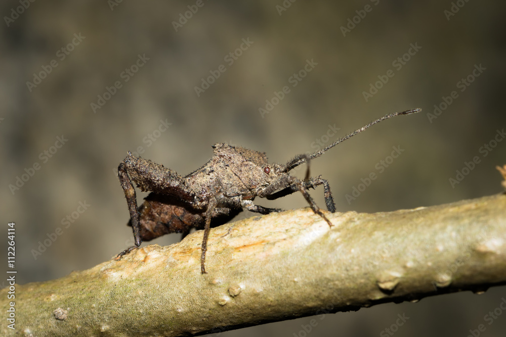 This is a photo of a stinkbug, was taken in XiaMen botanical garden, China. This is a photo of a stinkbug, was taken in XiaMen botanical garden, China.