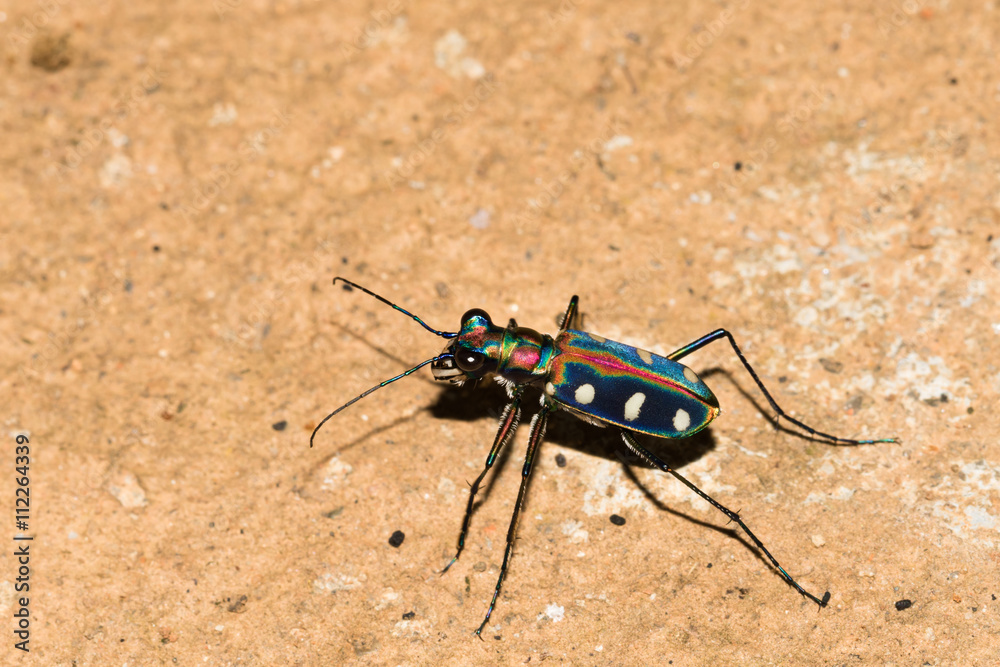 This is a photo of a tiger beetle, was taken in XiaMen botanical garden, China. This is a photo of a tiger beetle, was taken in XiaMen botanical garden, China.