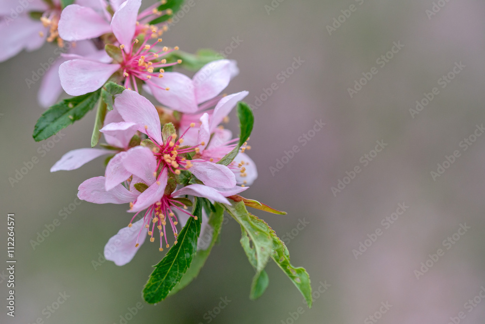 Dwarf  Russian almond