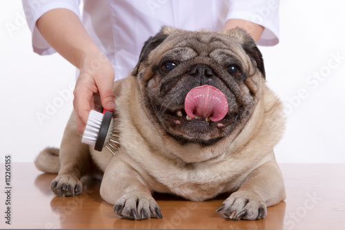 the vet combed wool pug dog on white background © dadoodas