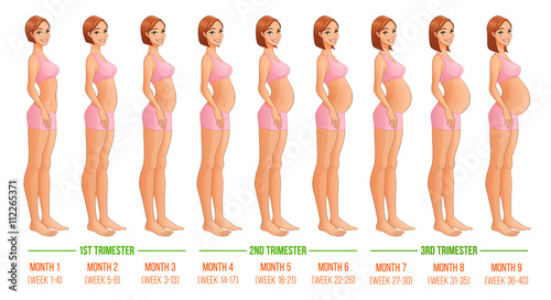 Nine months of pregnancy progression. Vector illustration.