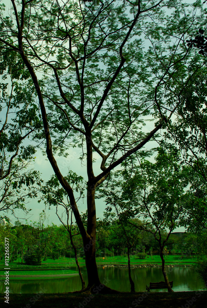 Obraz premium tree in garden