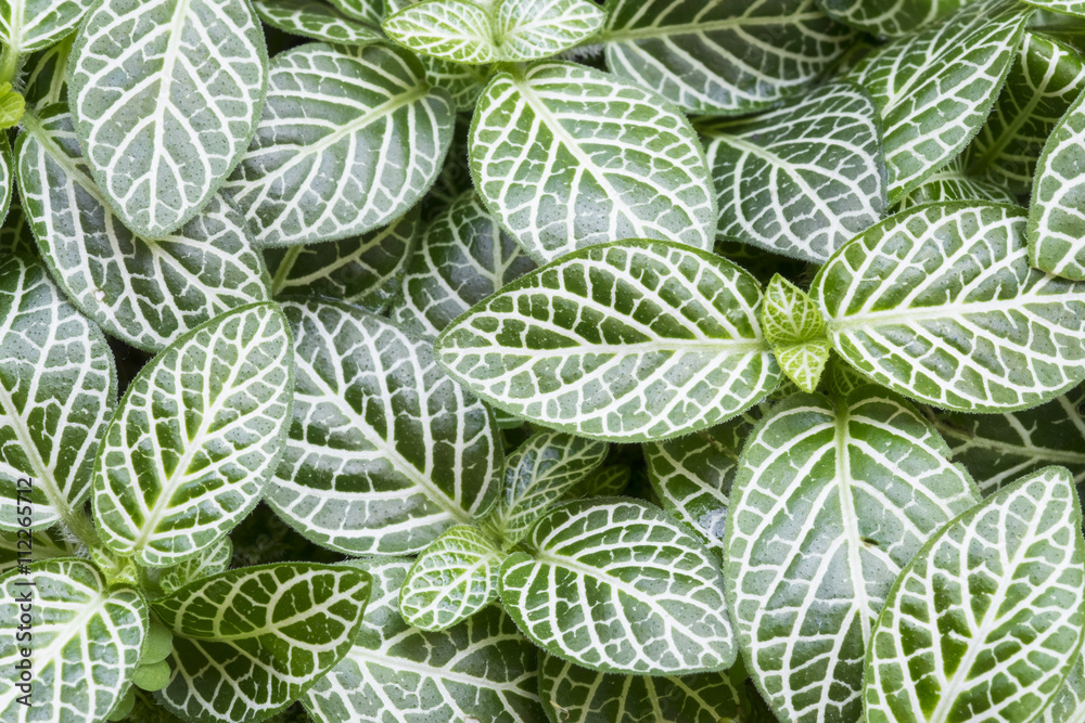 fresh green leaves background abstract of nature. fresh green leaves background abstract of nature.
