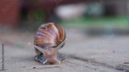 Snail.