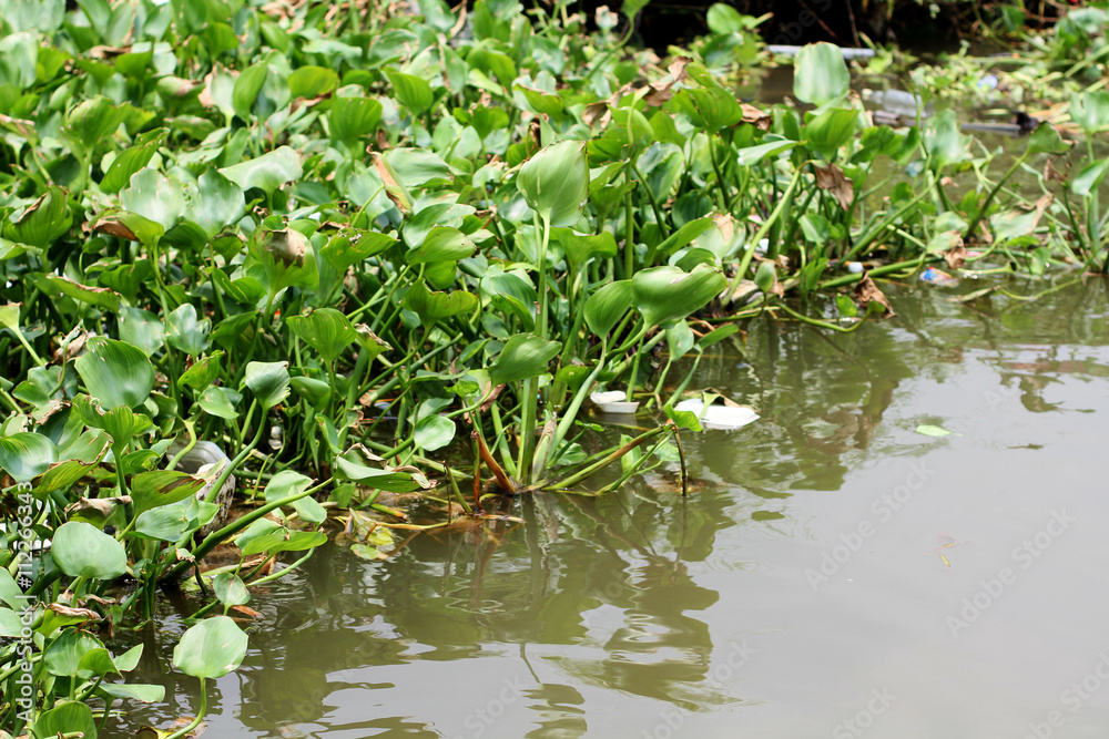 Naklejka premium water hyacinth on river surface