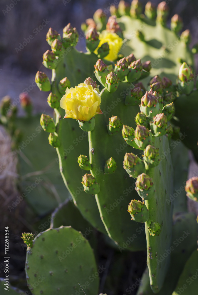 Wild flowering cactus illuminated by the evening sun. Yellow flower bloom on a cactus. Wild flowering cactus illuminated by the evening sun. Yellow flower bloom on a cactus.