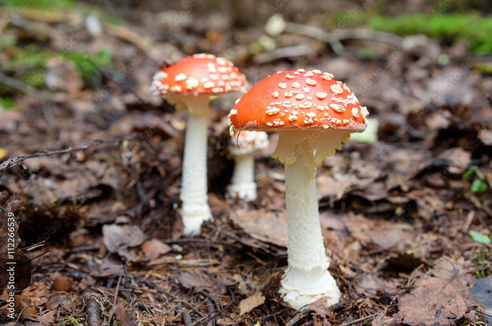Amanita muscaria. Red poisonous mushrooms Amanita muscaria. Red poisonous mushrooms