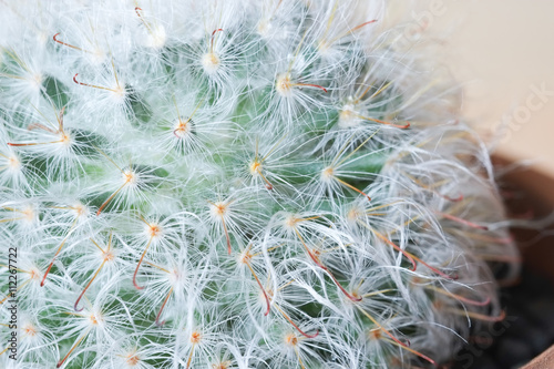 close up cactus cactus plant in flowerpot