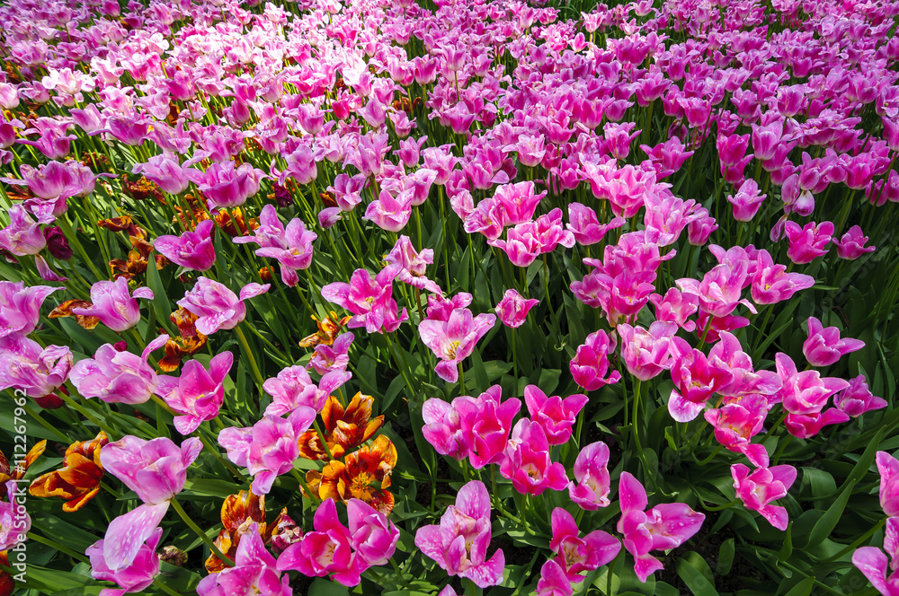 Fototapeta premium Blooming tulips