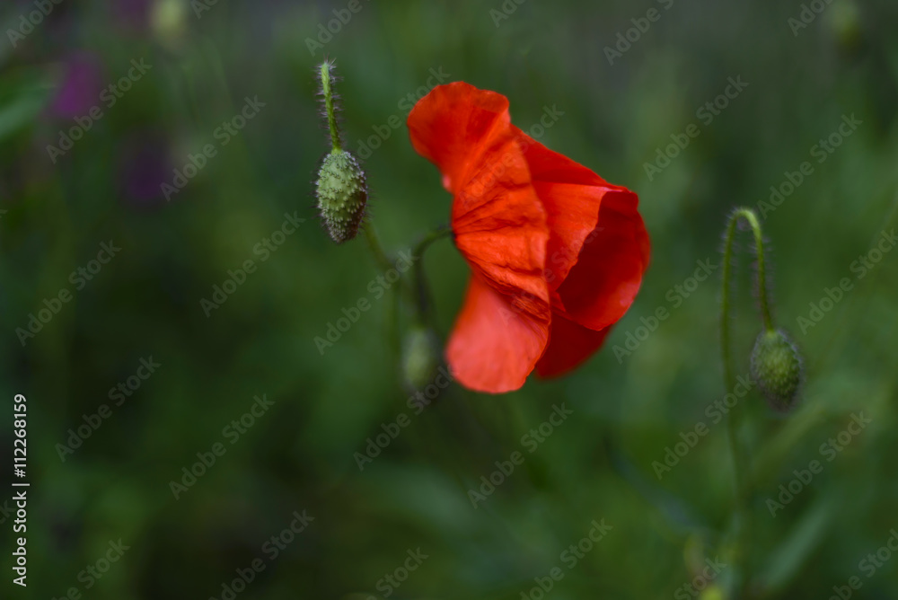 Fototapeta premium Poppy blossom