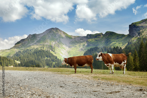 Two red cows stand on mountain road in french Alps