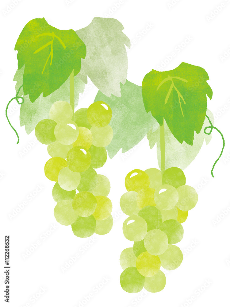 grape, white grape, bear fruit Stock Illustration Adobe Stock