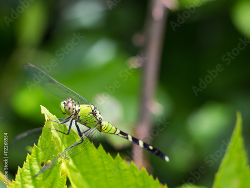 Green dragonfly on the green leaf.