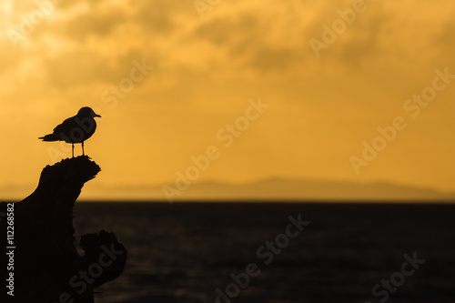 Silhouette of a bird on the ocean 