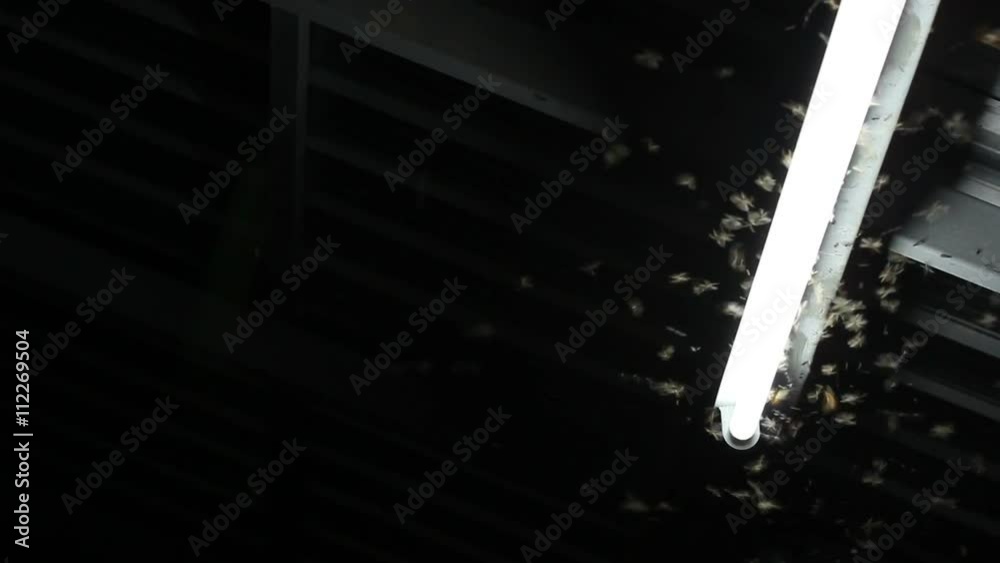 Moths flying around neon fluorescent light, copyspace on the left. Moths flying around neon fluorescent light, copyspace on the left.