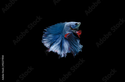 Blue betta fish on Black background