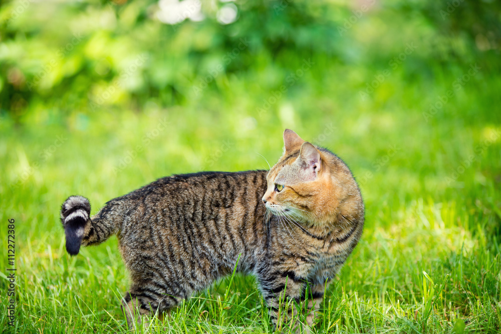 Cat walking in the grass and looking back Cat walking in the grass and looking back