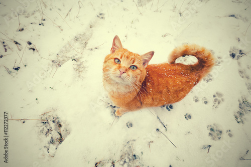 Canvas Print Red cat walking on the snow and looking up. Perspective view