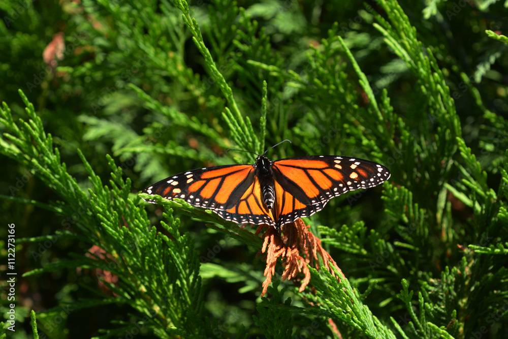 Fototapeta premium Monarch butterfly