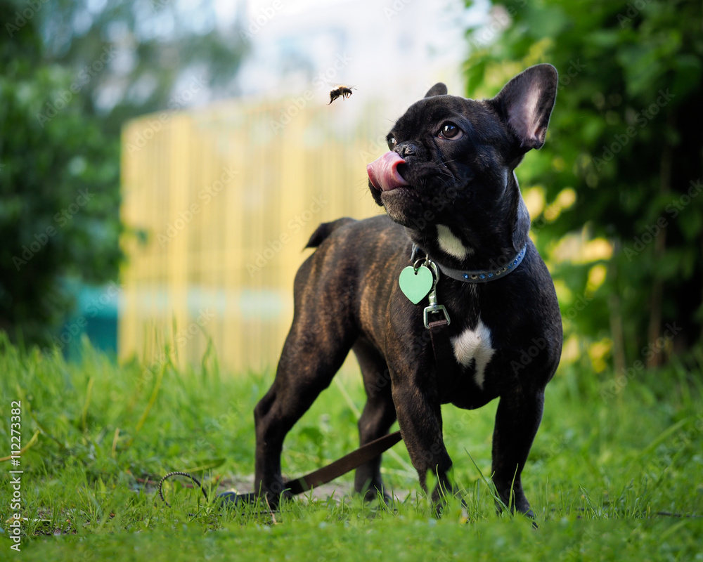 Funny dog catches Bumblebee language. Dog black French bulldog. Bumblebee flies. Summer, city, green grass. Dog collar, leash. Language pink