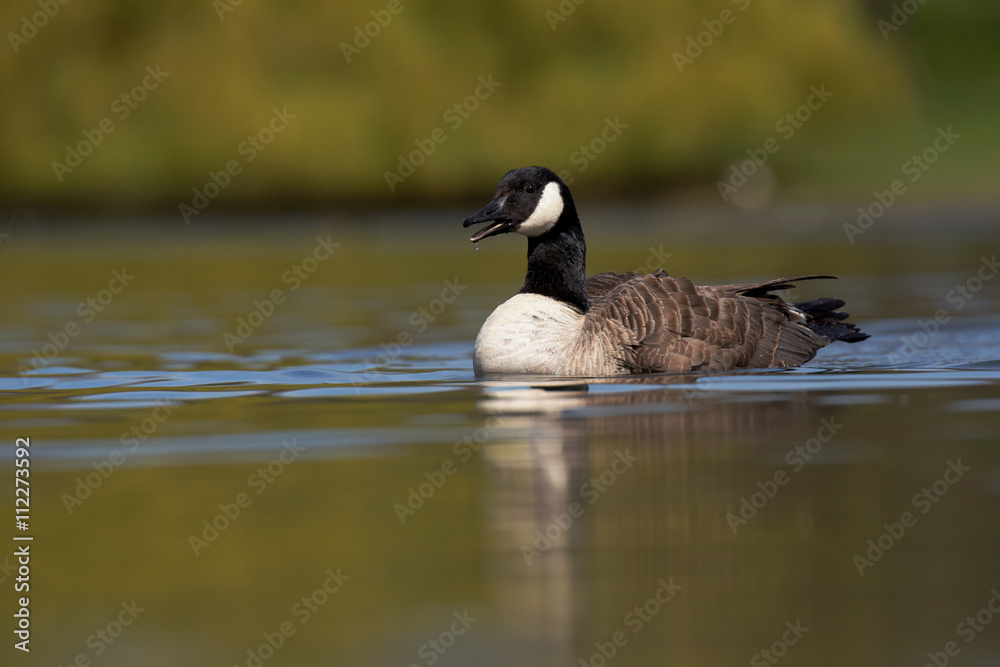 Canada Goose, Branta Canadensis Canada Goose, Branta Canadensis