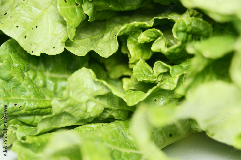 Chinese cabbage , green vegetable Chinese cabbage , green vegetable