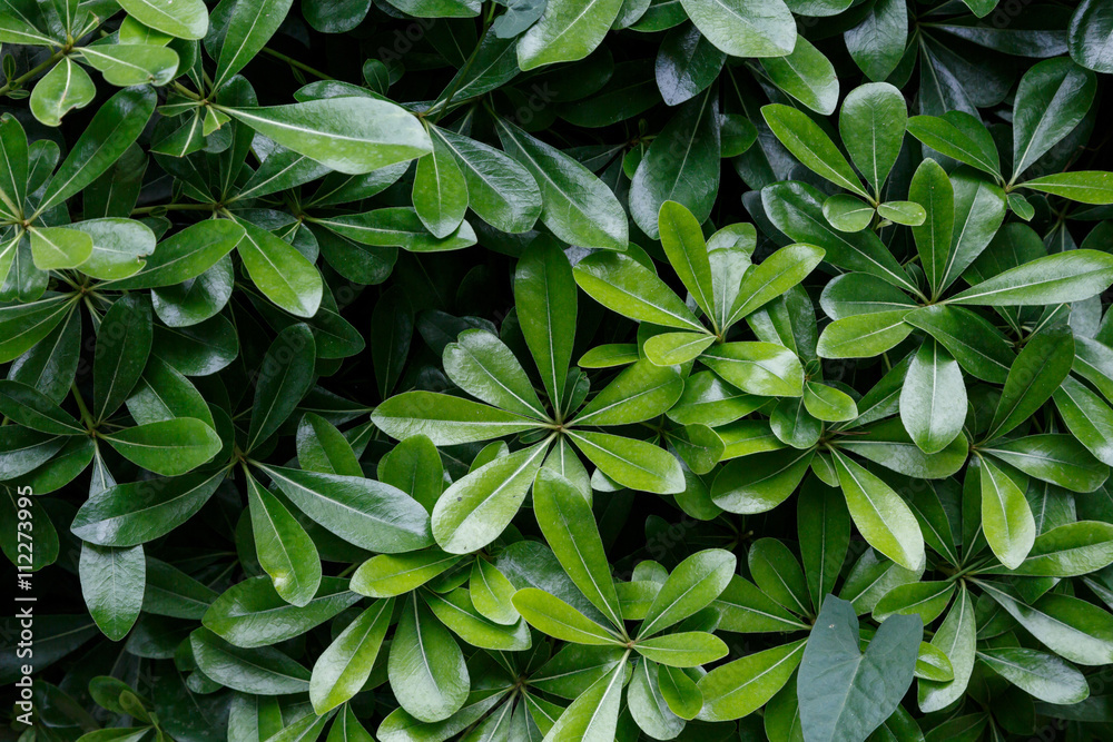 Leaf Texture View Leaf Texture View