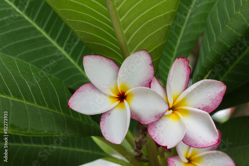 Beautiful sweet white and yellow pink flower plumeria bunch on tree in home garden