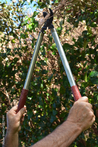 Mans hand use a Tree Pruner