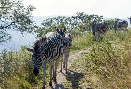 Four Zebras Wander Along Hiking Trail in Nature Reserve