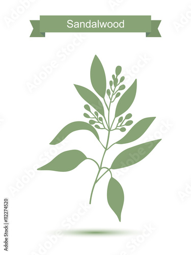 Sandalwood tree branch with flowers silhouette