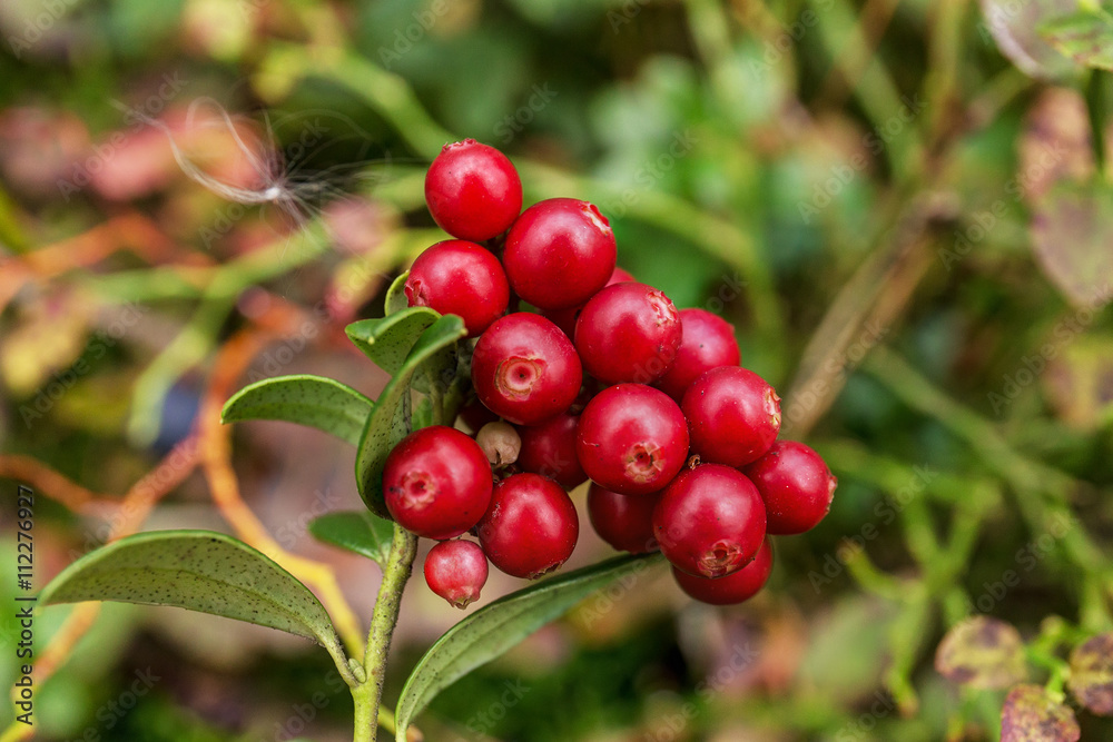 bush of ripe cranberries bush of ripe cranberries