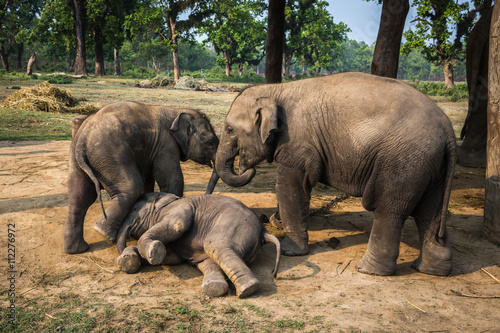 Elephants