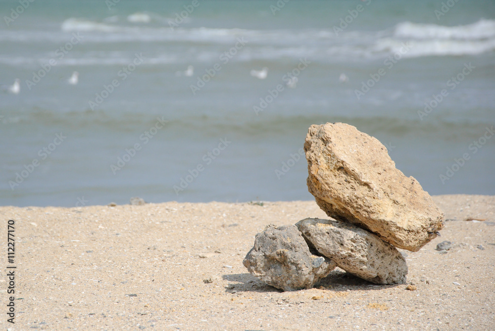 coquina by the sea on the beach coquina by the sea on the beach