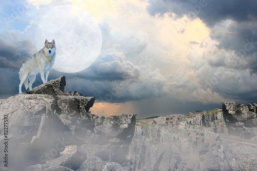 Wolf standing on a mountian under a full moon. photo