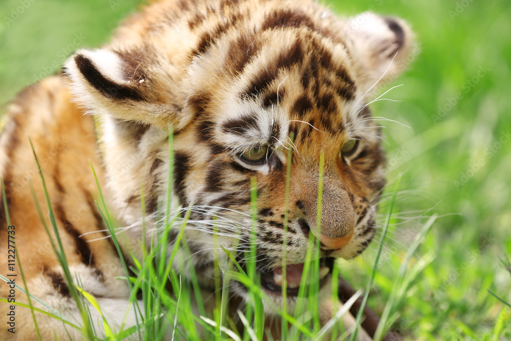 Naklejka premium Baby tiger lying on grass