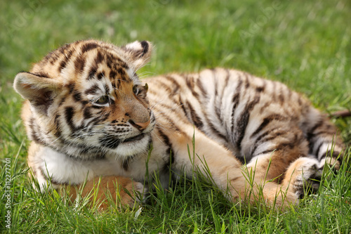Fototapeta Naklejka Na Ścianę i Meble -  Baby tiger lying on grass