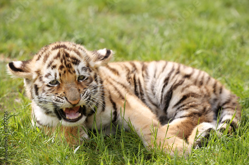 Fototapeta Naklejka Na Ścianę i Meble -  Baby tiger lying on grass