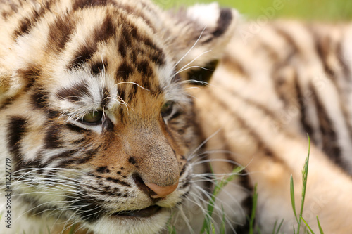 Baby tiger lying on grass