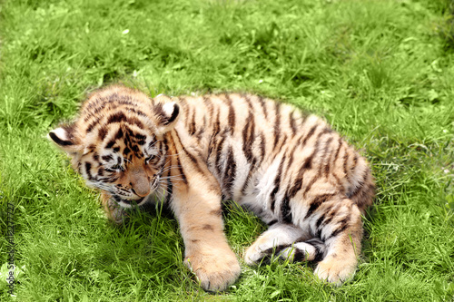 Fototapeta Naklejka Na Ścianę i Meble -  Baby tiger lying on grass
