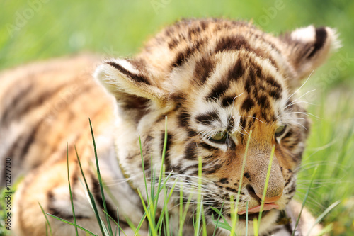 Fototapeta Naklejka Na Ścianę i Meble -  Baby tiger lying on grass