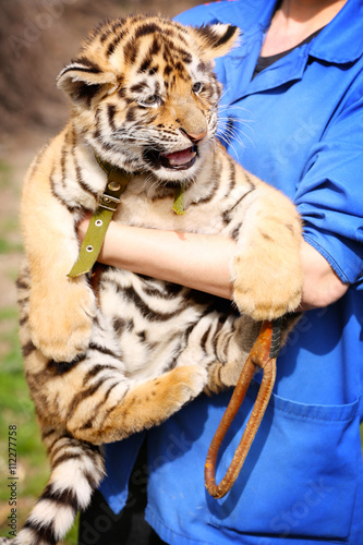 Fototapeta Naklejka Na Ścianę i Meble -  Woman holding baby tiger, close up